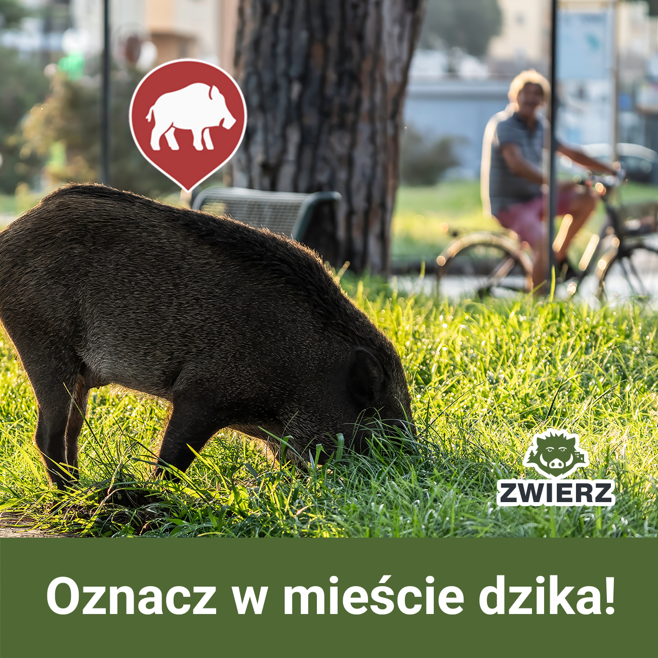 ZWIERZ: Oznacz w mieście dzika!