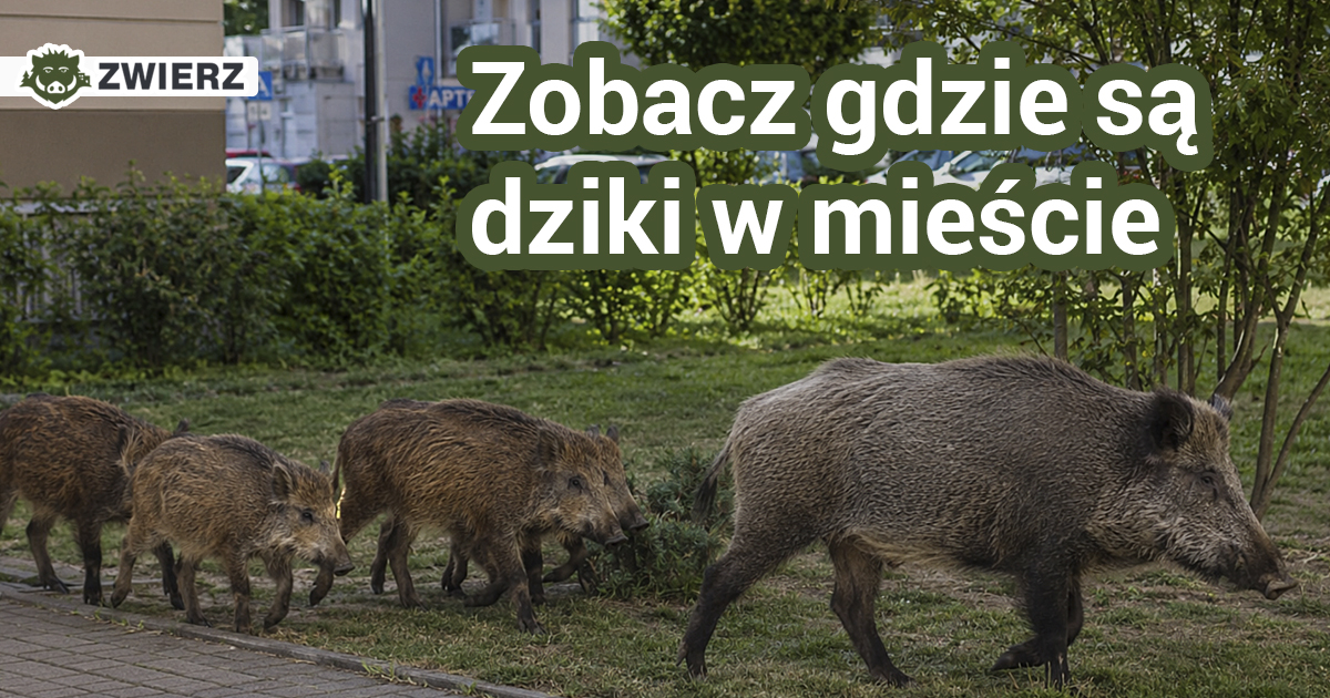 Statystyki dzików już dostępne dla wszystkich